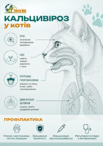 Кальцивіроз у котів