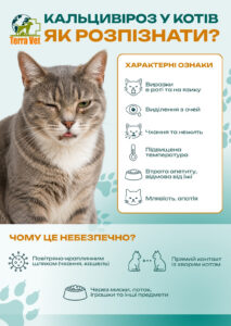 Кальцивіроз у котів