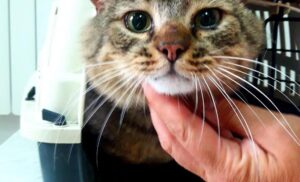 Ургентні стани і хірургія