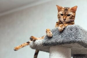 Перелом лапи у кота. Як і де лікувати?