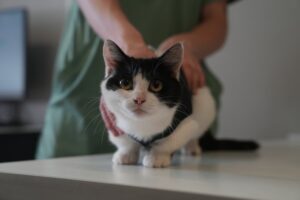 Ургентні стани і хірургія