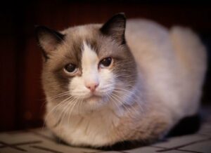 Стерилізація та кастрація тварин. Коротко про головне