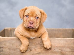 Поведінка котів vs собак після стерилізації