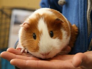 Хом'яки. Умови утримання і захворювання