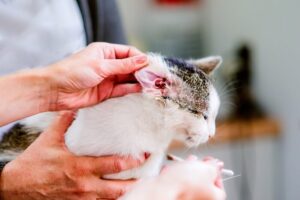 Вушні кліщі у собак та котів