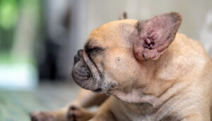 Червоні вуха у собак: причини та що робити