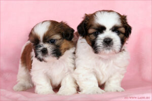 Хвороби ши-тцу: найпоширеніші проблеми породи та на що звертати увагу власнику