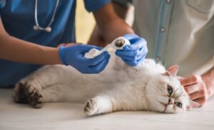 Переломи та вивихи у кішок. Перша допомога