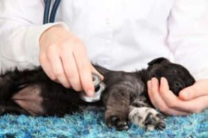 Ендокардіоз у собак - що це і як допомогти вашому улюбленцю