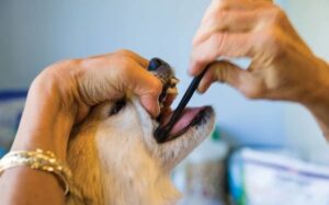 Пародонтит у собак. Як лікувати?