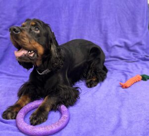 Кардіоміопатія у собак: як розпізнати і підтримати серце улюбленця