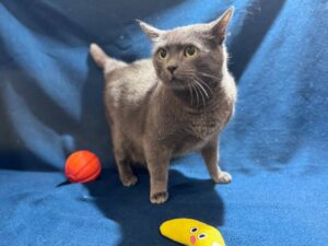 Види кардіоміопатій у котів. Які породи схильні?