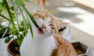 Чим не можна годувати котів?