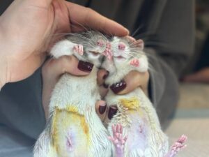 Видалення новоутворень у щурів