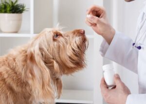 Інородні тіла або що ми дістаємо з тварин під час операцій