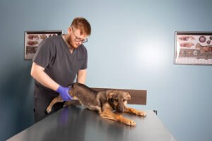 Ортопед для тварин у Харкові