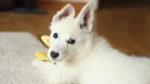 Інфекції сечовидільної системи у котів