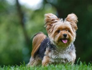 Захворювання йорків