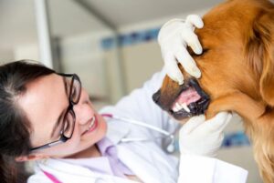 Стоматология для животных
