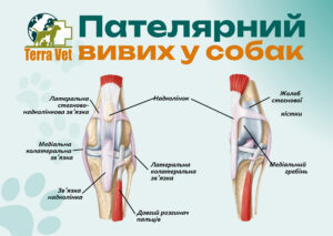 Пателярний вивих у собак