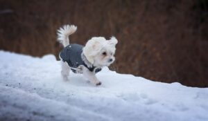 Зимові небезпеки для котів та собак: як уберегти улюбленців