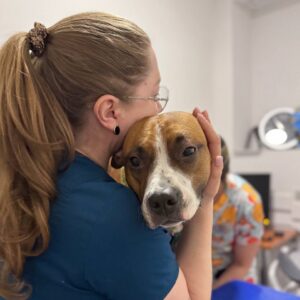 На що звернути увагу при виборі ветеринарного центру?