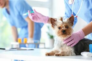 Вакцинация кошек и собак. Схема иммунизации