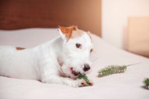 Инородное тело в ЖКТ кошек и собак