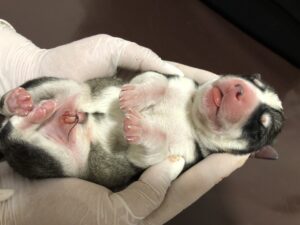 Стоит ли бояться кесарева сечения при рождении щенков и котят? На что обратить внимание