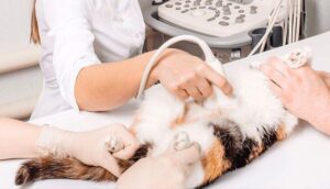 Ведення вагітності у кішок та собак