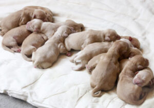 Стоит ли бояться кесарева сечения при рождении щенков и котят? На что обратить внимание