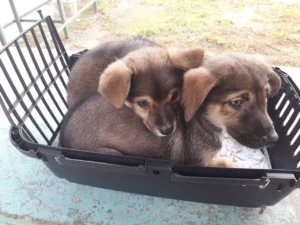 Безпородні тварини, чи є ціна любові?