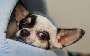 Піометра або ускладнена стерилізація: до чого бути готовими