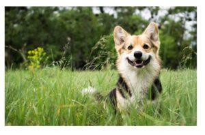 Бабезії, де і як можна підхопити