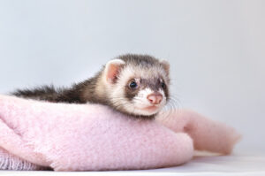 Апатия у хорька, что скрывает обычная усталость