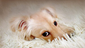 Захворювання жовчного міхура у тварин