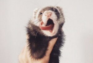 Апатия у хорька, что скрывает обычная усталость