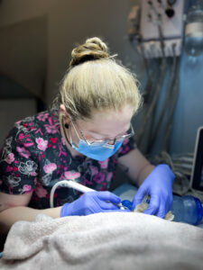 Санація ротової порожнини у котів і собак