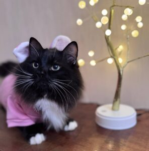 Календар щеплень кошенят і котів