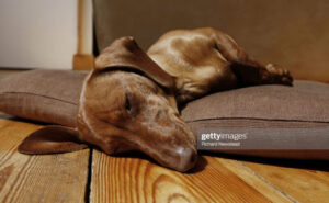 Піометра у собаки. Як швидко її треба прооперувати?