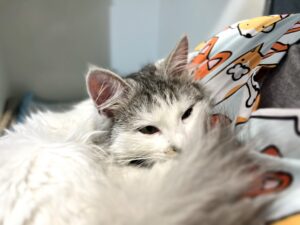 Календар щеплень кошенят і котів