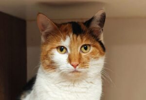 Безпородні тварини, чи є ціна любові?