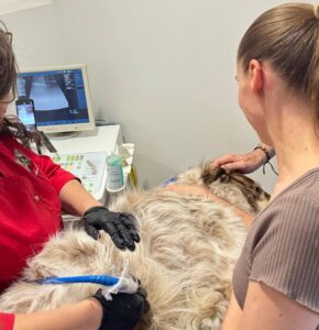 Гостра ниркова недостатність у собак та котів