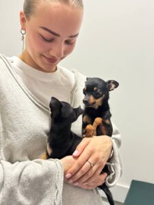 Слезотечение у собак