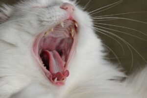 Кальцивіроз у котів. Як лікувати?