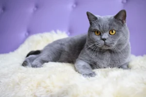 Британська короткошерста