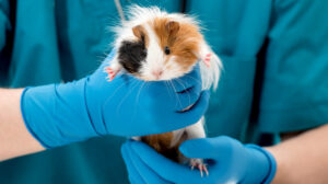 стерилизация грызунов