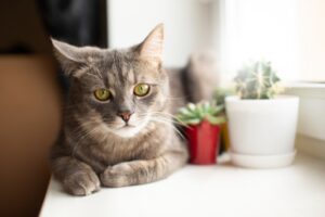 Постепенное разрушение зубов у кошек (FORL)