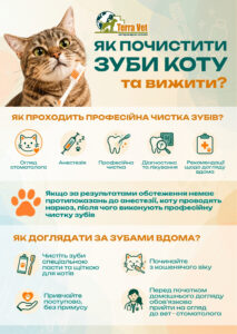 Як почистити зуби коту та вижити?