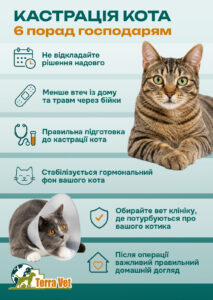 Кастрація кота. 5 порад господарям 